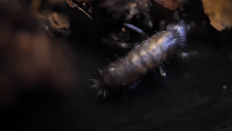 Insektenkollembolen-Super-Makro,-Familie-Isotomidae