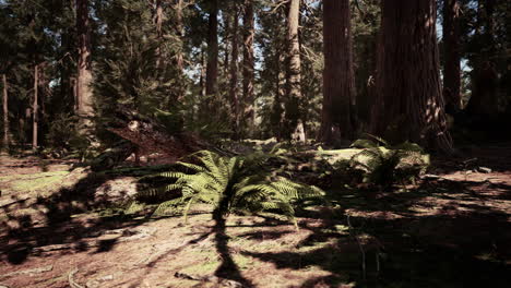 early morning sunlight in the sequoias of mariposa grove