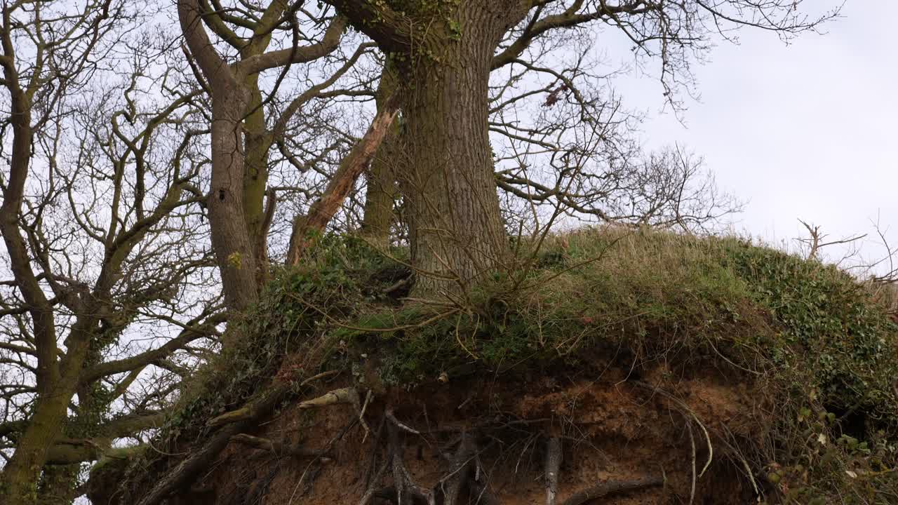 Tilt down shot of tree on cliff with exposed roots