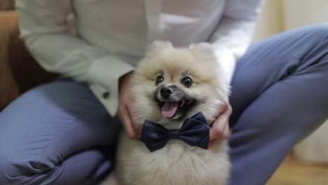 un cachorro adorable con una pajarita