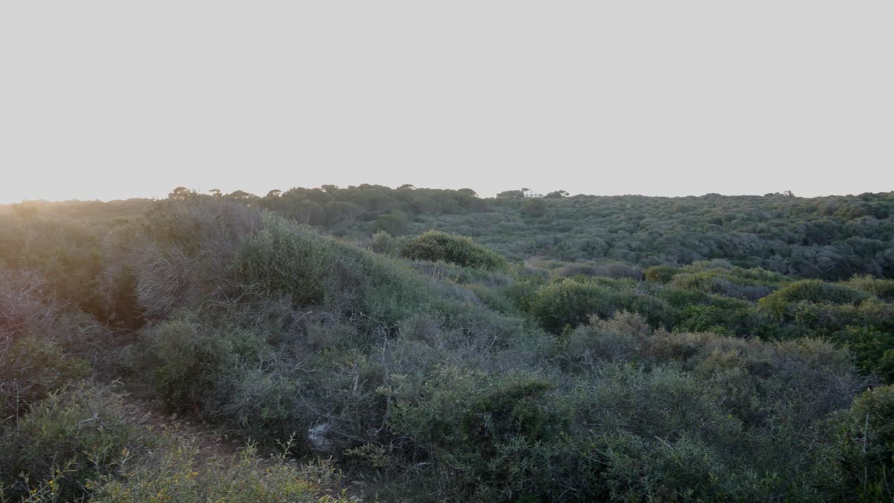 Sunlit coastal landscape of Cala Rafalet with lush green bushes and rolling hills