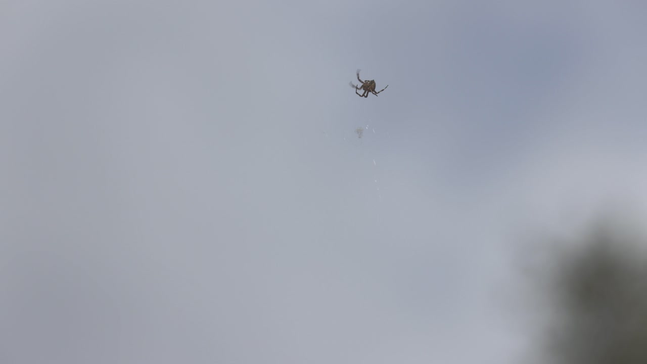 먹이를 잡기 위해 새로운 웹을  ⁇ 는 거미의 정적  ⁇