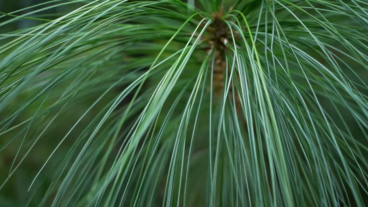 hojas verdes frescas de aguja de un árbol de coníferas -cerrar