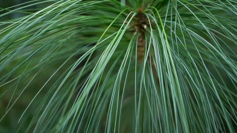 fresh green needle leaves of a conifer tree -close up