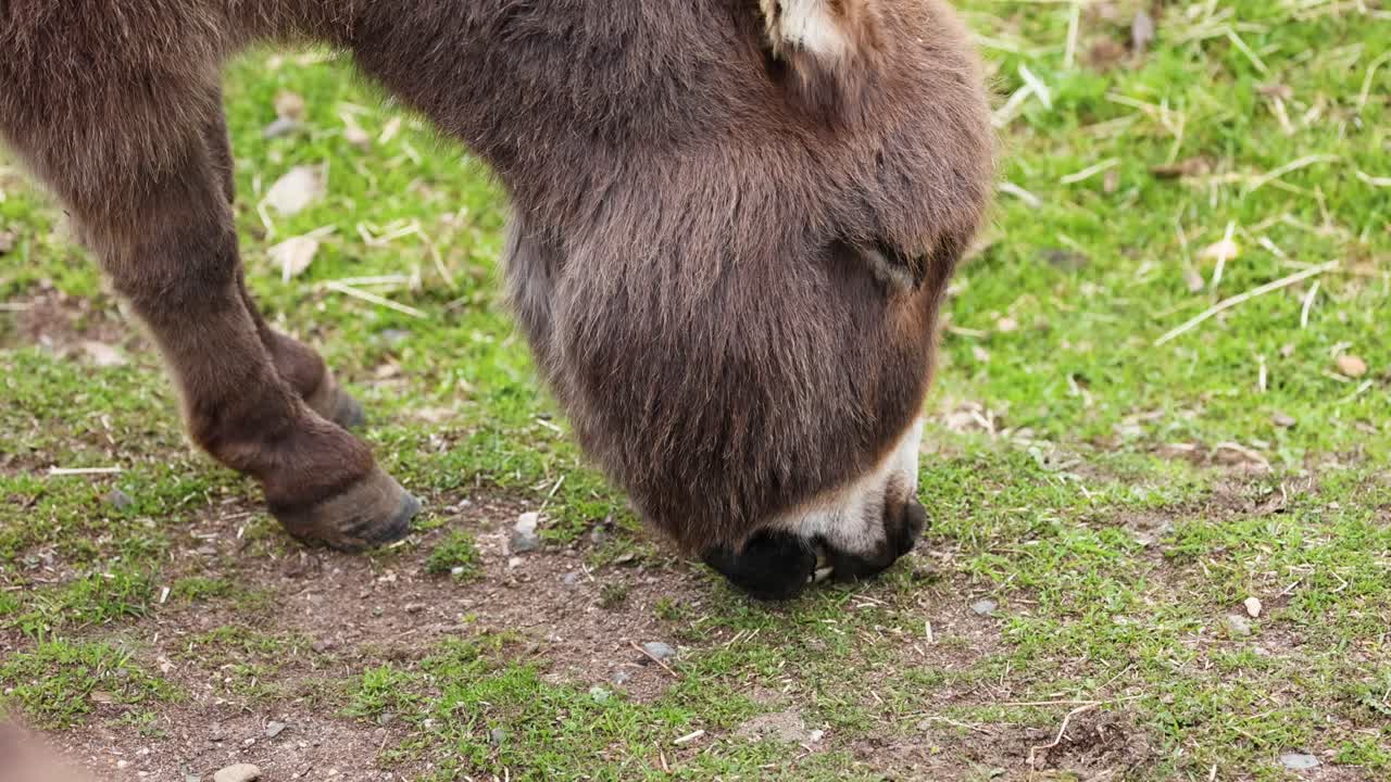 평화롭게 풀을 먹는 당나귀의 클로즈업