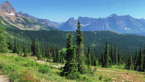 hiker's view of valley and mountains resplendent with coniferous trees in the logan pass