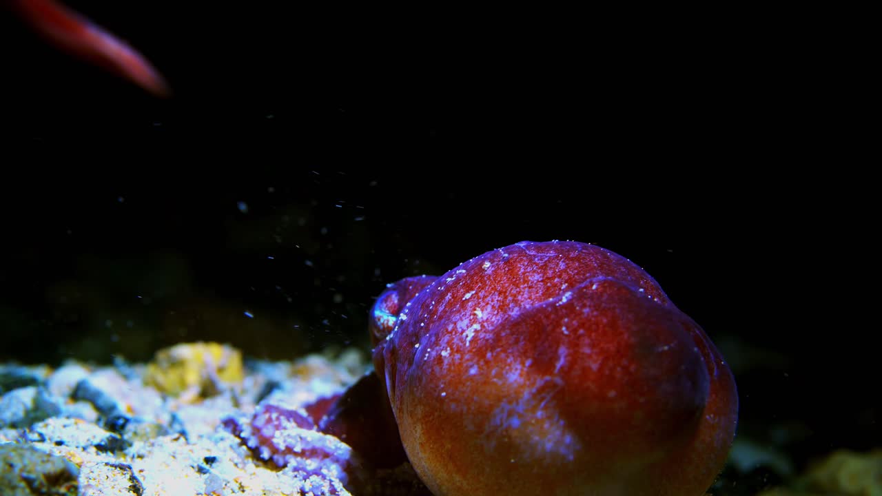 Octopus kaurna Sydlig sandblæksprutte 4K 25fps
