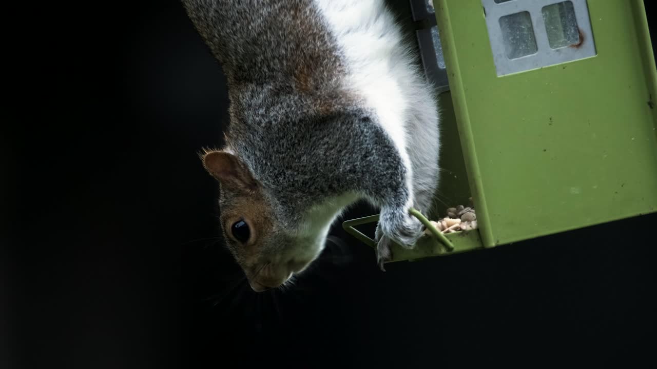 Scoiattolo grigio su sfondo nero isolato, slow motion, che si nutre da una mangiatoia per uccelli capovolta, fauna selvatica