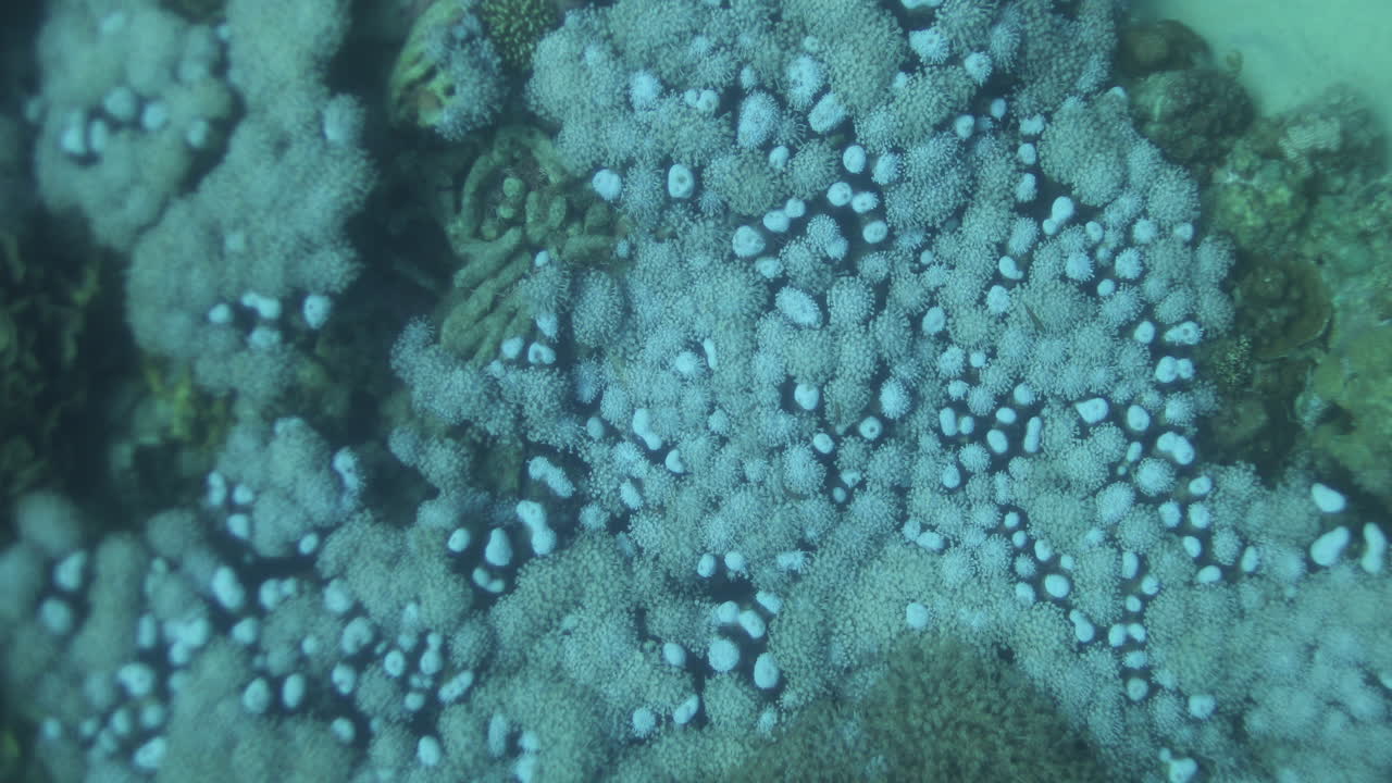 corales en el arrecife del mar rojo