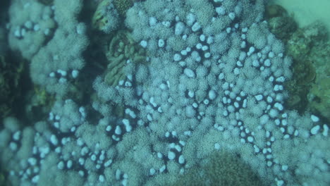 Corals-in-the-Reef-of-the-Red-Sea