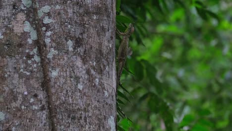 Ein-Paar,-Das-An-Der-Seite-Des-Baumes-Zu-Sehen-Ist,-Während-Die-Kamera-Herauszoomt,-Blanfords-Fliegende-Drachen-Draco-Blanfordii,-Thailand