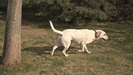perro descansando, jugando, corriendo en el parque