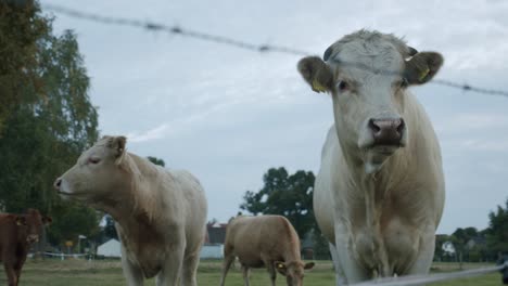 Eine-Kuh-Und-Ihr-Kalb-Stehen-Auf-Der-Weide