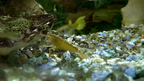 Atyopsis-Moluccensis-or-Bamboo-Shrimp,-cleaning-the-bottom-of-it's-aquarium