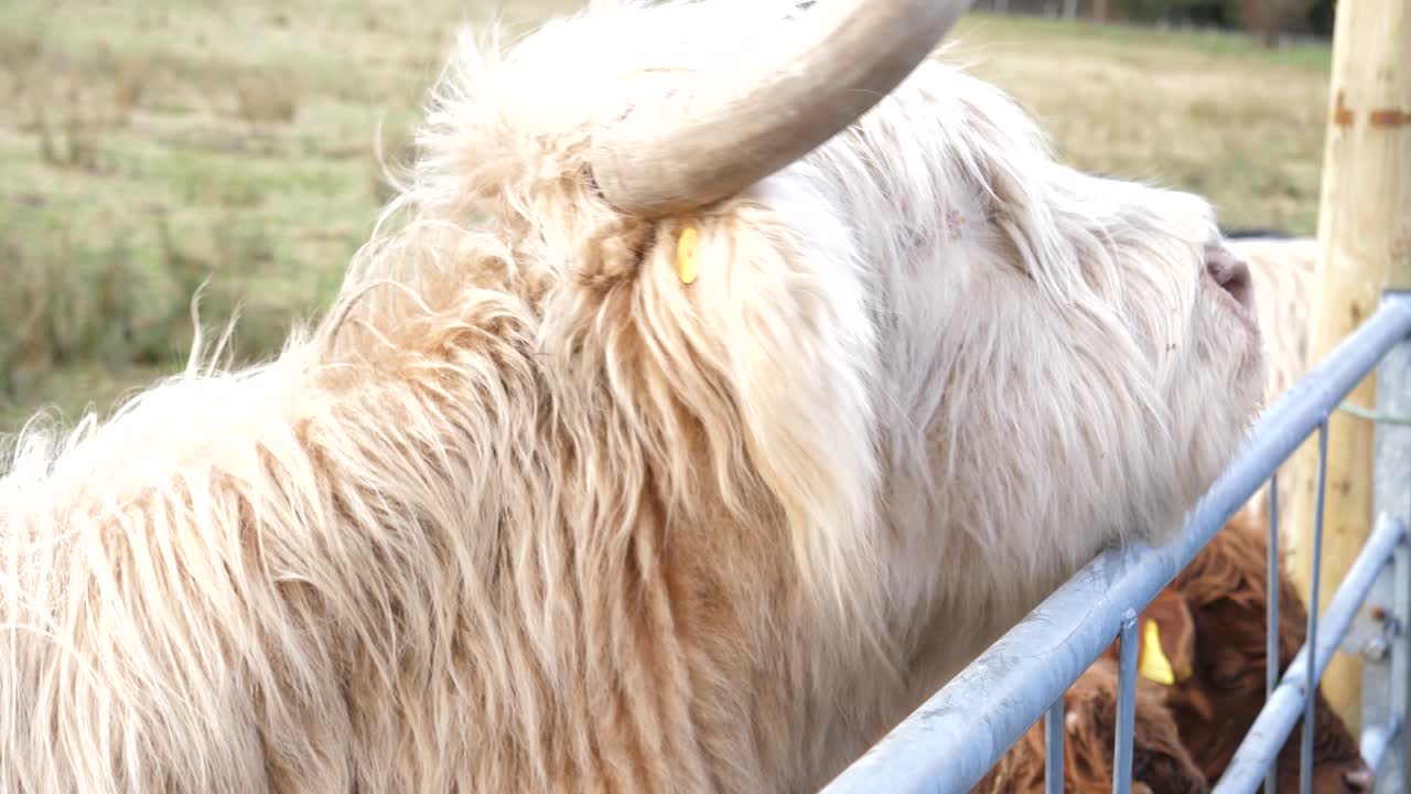 Primo piano di una vacca delle Highland bianca e pelosa con le corna, appoggiata a un recinto