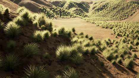 desert area near oasis with shrub vegetation