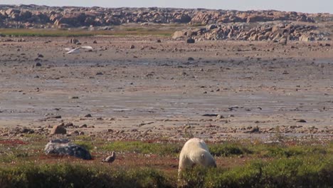 polar bear on side of pond during summer