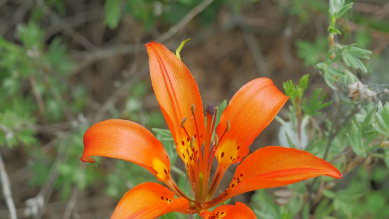 바람에 노란 거미와 함께 야생 나무 릴리 꽃의 근접
