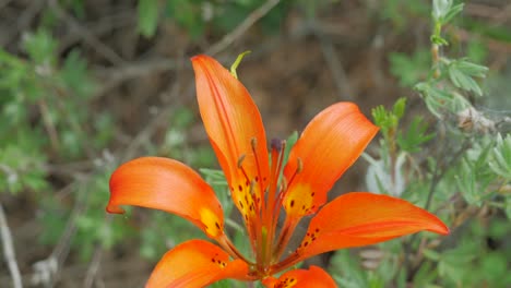 cerca de la flor de lirio de madera silvestre con araña amarilla en la brisa