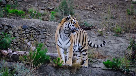 Impresionante-Toma-De-Un-Tigre-Salvaje-Caminando-Por-Su-Territorio-En-Las-Montañas-En-Un-Día-Nublado