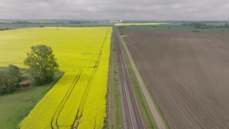 Panorama-aerial-of-canola-fiel,-brown-agriculture-field-and-train-approaching