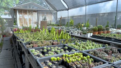 cacti and plants in a greenhouse setting