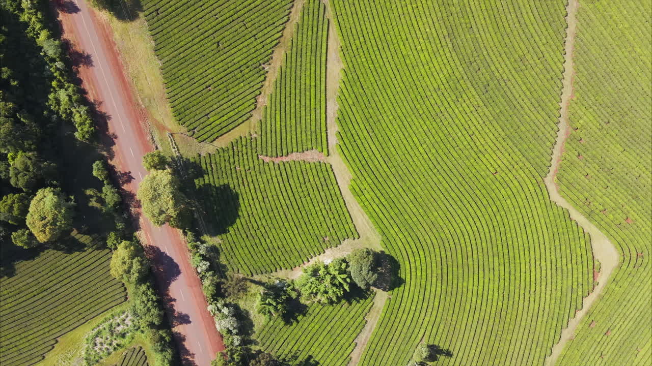 Sustainable yerba mate plantation field next to the road in Argentina, aerial drone view