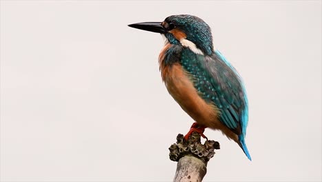 Dieser-Gemeine-Eisvogel-War-So-Freundlich,-Dass-Er-Es-Mir-Ermöglichte,-Ganz-Nah-Heranzukommen,-Als-Ich-Dieses-Filmmaterial-Aufnahm