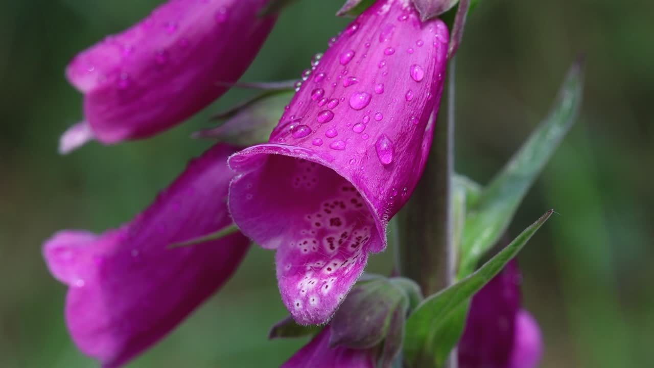 Closeup of a Foxglove flower, Digitalis purpurea, with raindrops. Summer. UK