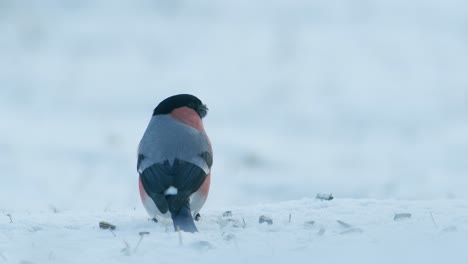 Eurasian-bullfinch-in-winter-near-bird-feeder-eating-sunflower-seeds-with-other-birds