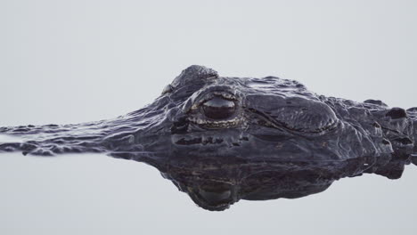 alligator closeup swimming in water slowly