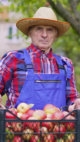 farmer working with fresh fruits. gardener holding busket full of apples. vertical video