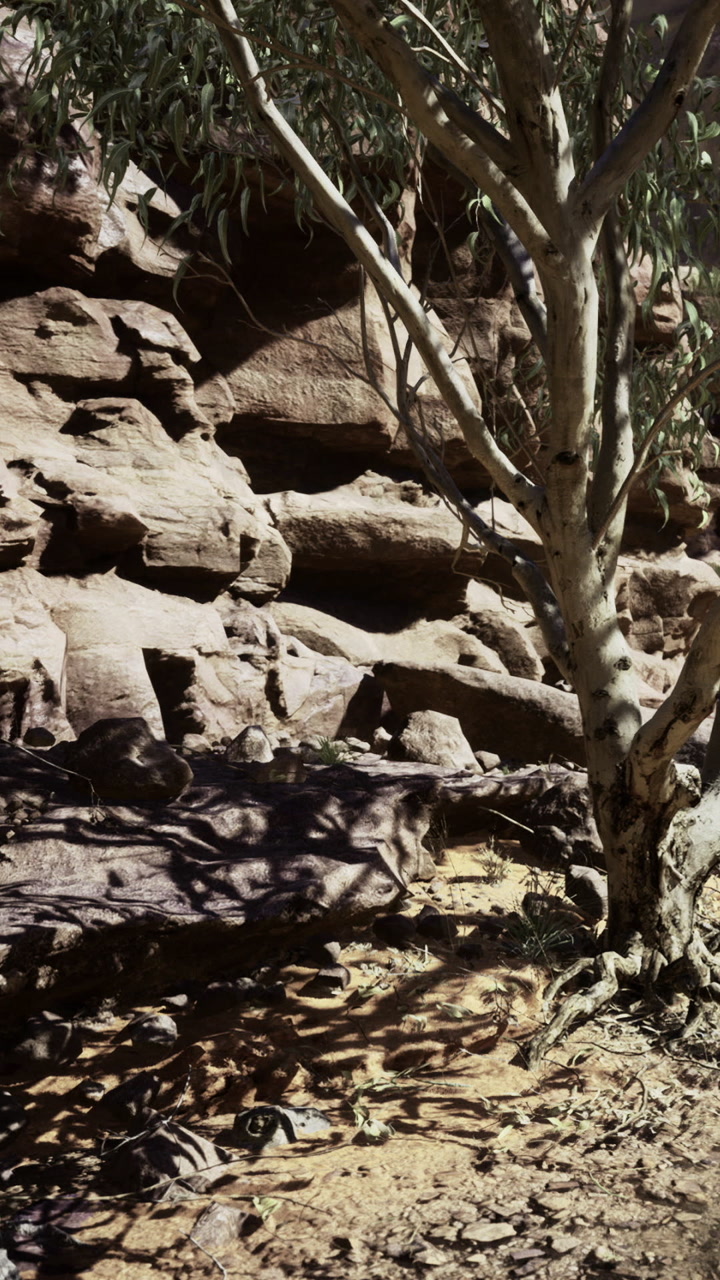 Exploring rocky terrain with trees under clear sky during afternoon light