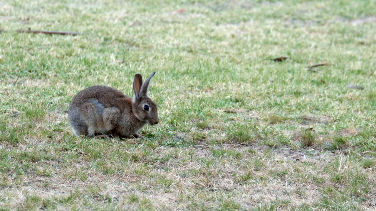 un pequeño conejo gris oriental comiendo hierba verde en un parque en australia