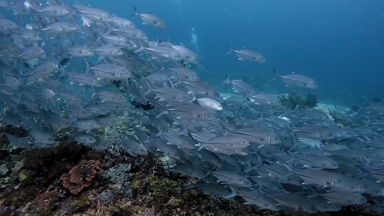 Grand banc de carangues (carangues à grosse tête) nageant en formations hypnotisantes le long d'un récif corallien sain.