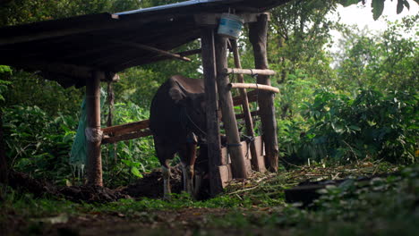 vacas domésticas indonesias en un pequeño cobertizo de madera en un bosque tropical
