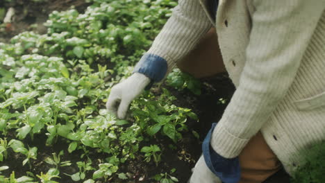 person tending to plants in a garden