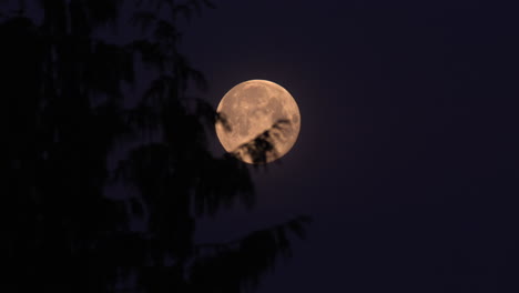 full moon glowing with a night sky background behind the pine tree leaves - low-angle shot