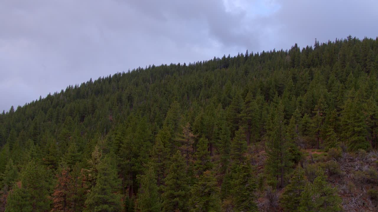 отъезд назад и наклон вниз над деревьями дугласовой пихты на склоне горы на озере тахо в рено, штат невада, в пасмурный зимний день