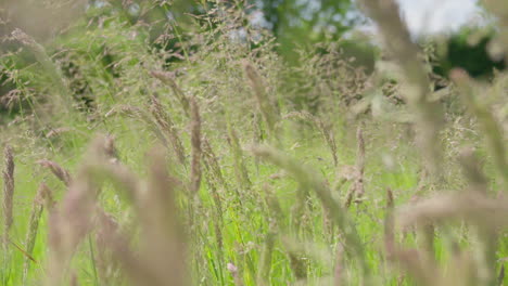 Soft-breeze-swaying-wild-grass-in-a-sunny-meadow