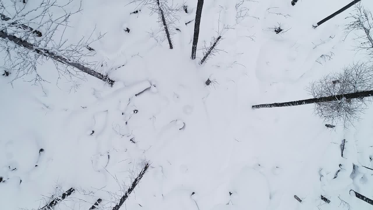 Ripresa aerea invernale dall'alto con alberi e neve in una foresta tra montagne fredde e nebbia.