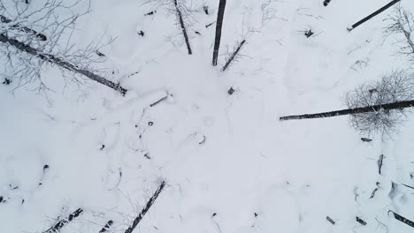 aerial winter overhead top shot with trees and snow in forest in cold mountains with fog