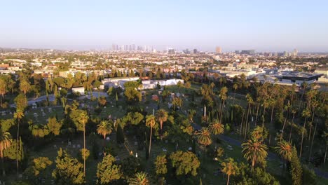 an excellent aerial shot of palm trees in a cemetery in los angeles california