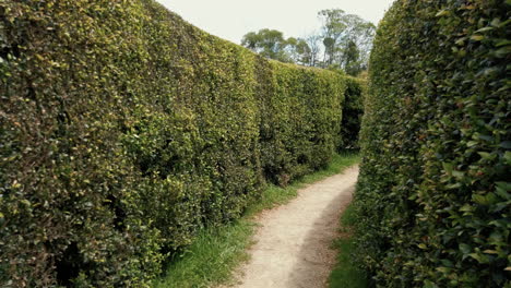 hedge maze - outdoor garden maze with lush green walls made of hedge plant