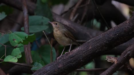 Gesehen,-Wie-Man-Gerade-Auf-Einem-Ast-Steht,-Während-Es-Im-Wald-Windig-Ist,-Sibirisches-Blaurotkehlchen-(Larvivora-Cyane),-Weibchen,-Thailand