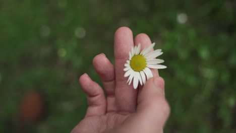 close up footage of a person admiring the beauty of daisy flower by touching its petals with hands, isolated on blurry background