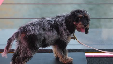 Uhd,-Un-Perro-De-Montaña-De-Burnes-Adulto-Yace-En-Un-Jardín-Sombreado-Con-Algo-De-Tierra-En-Su-Metraje-4k-De-Alta-Calidad