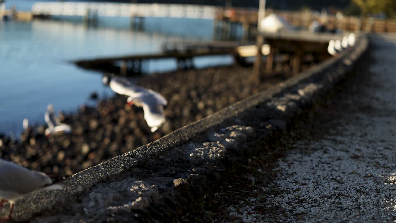 Seagulls take flight along a sunlit waterfront in Akaroa, New Zealand. The scene captures dynamic movement and serene natural beauty