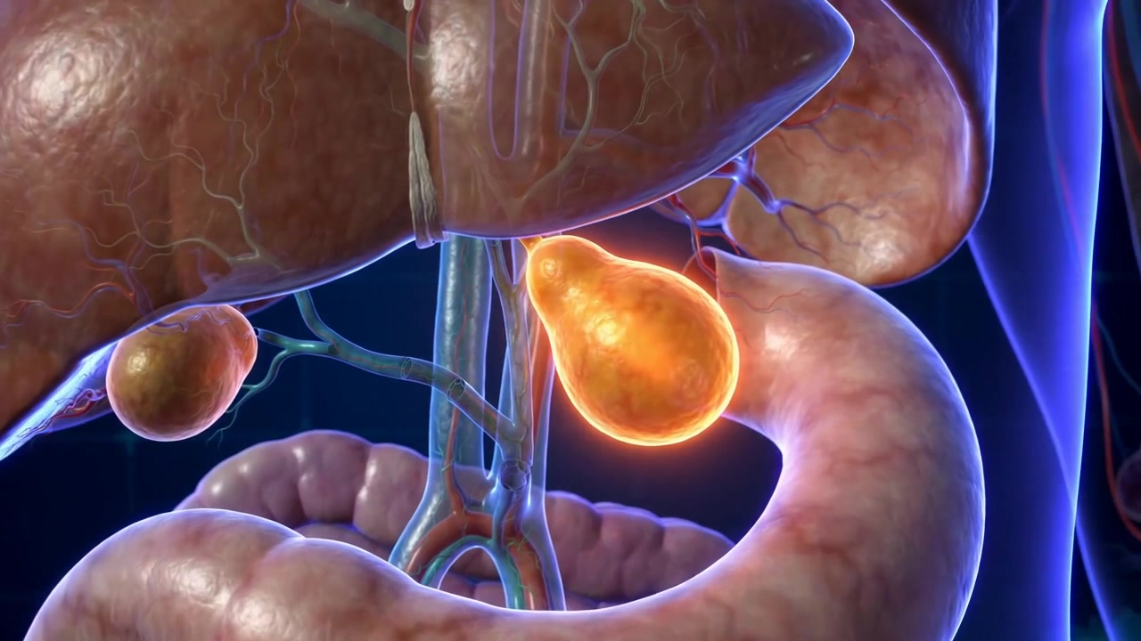 Macro medical visualization of the human liver liver with glowing gallbladder and duodenum on dark background
