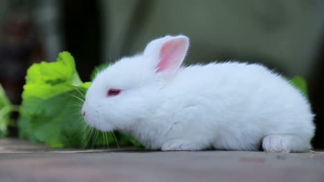 rabbit on green grass, white rabbit little rabbit, little white bunny